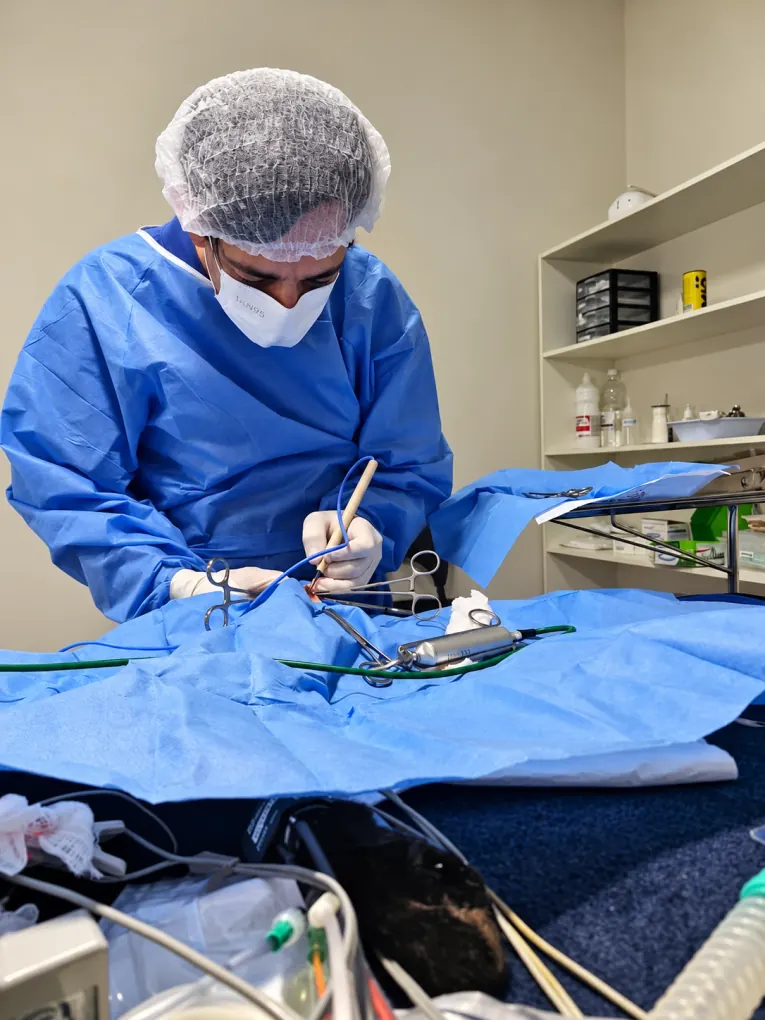 Veterinário da Doutora das Patas realizando uma cirurgia