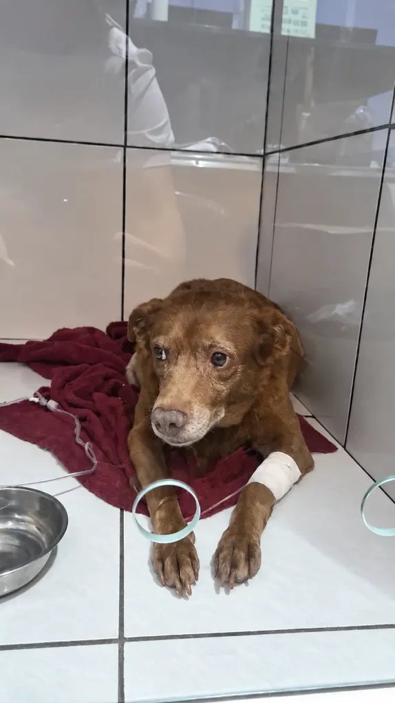 Cão internado recebendo soro na Doutora das Patas