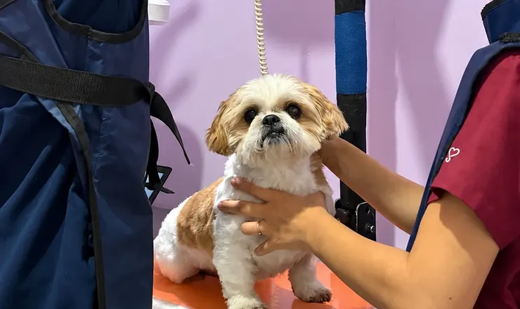 Equipe da Doutora das Patas fazendo raio-X em um shih-tzu