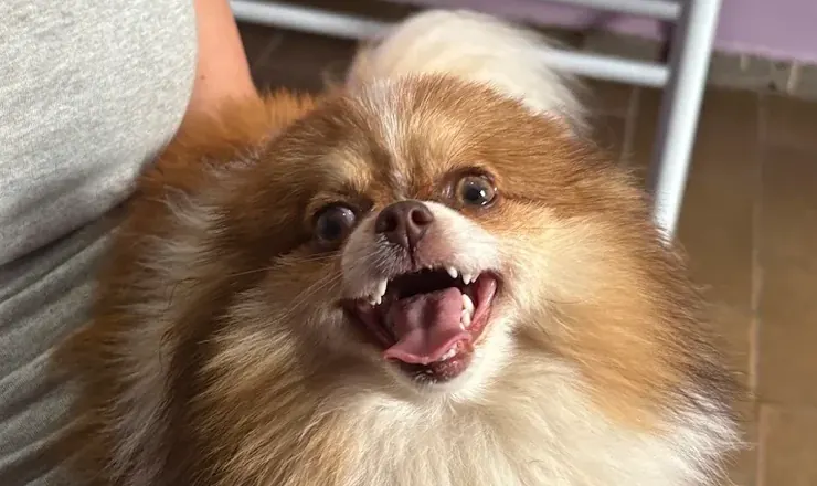 Lulu-da-pomerânia feliz no colo da tutora